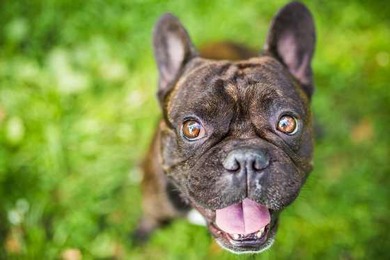 Französische Bulldogge sitzt im Gras und schaut in die Kamera