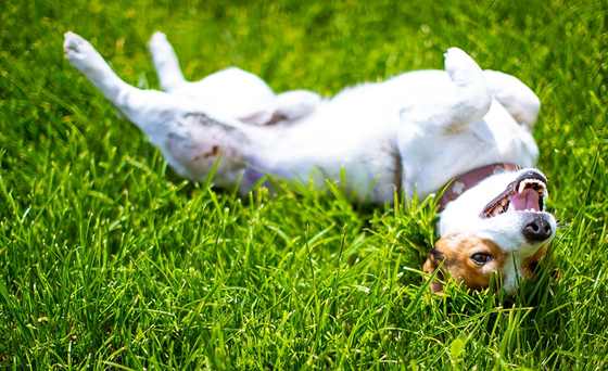 Hund wälzt sich entspannt auf dem Rücken im Gras