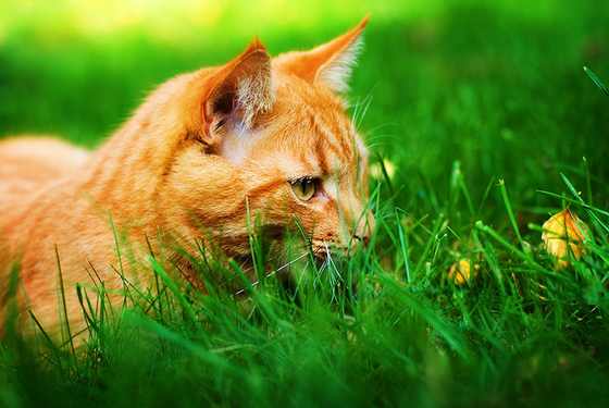 Rote Katze schnuppert im hohen Gras