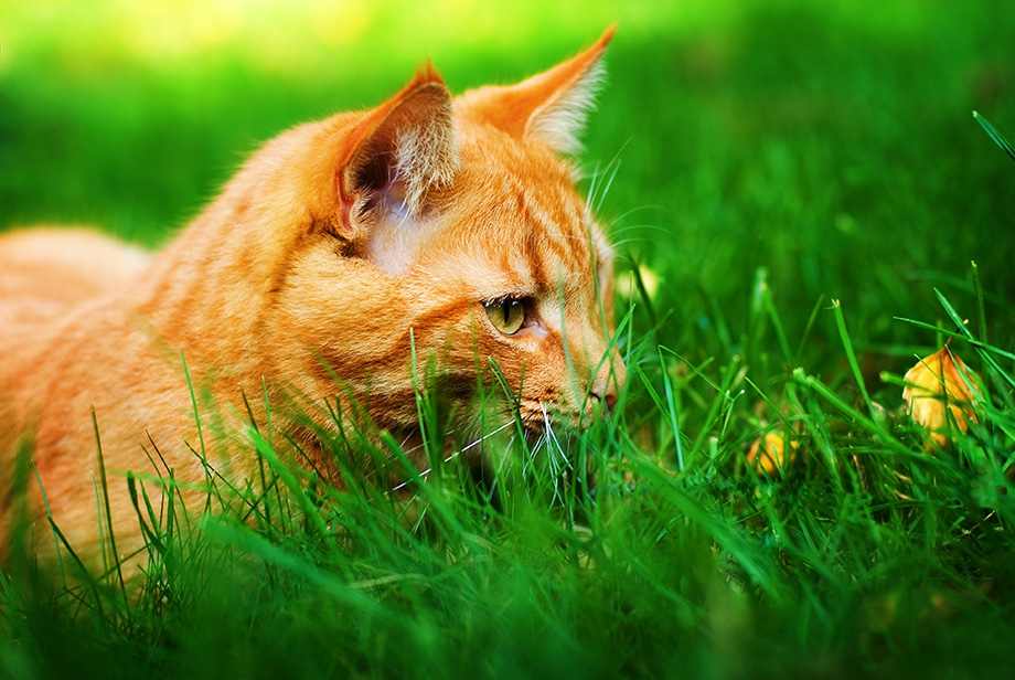 Rote Katze schnuppert im hohen Gras
