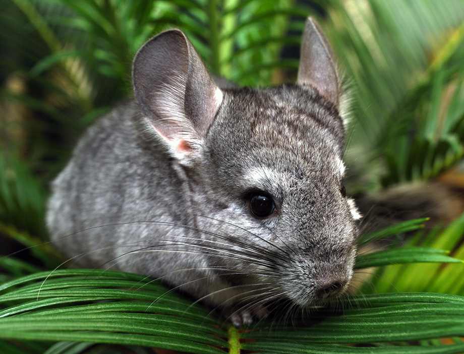 Chinchilla sitzt zwischen grünen Blättern
