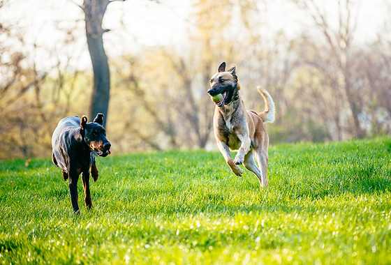 Zwei Hunde laufen über eine weite Wiese