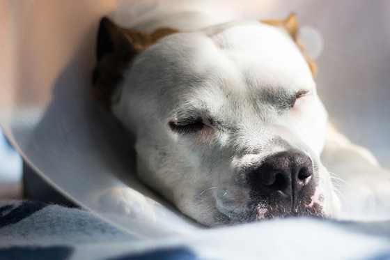 Hund liegt zusammengerollt und schlafend auf einer hellen Decke