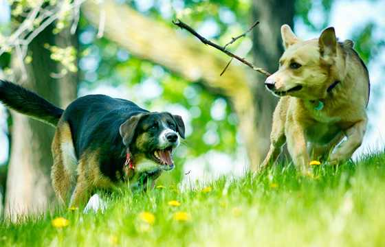 Zwei Hunde rennen nebeneinander über eine Wiese