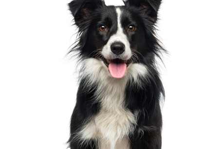 Border Collie sitzt aufmerksam vor hellem Hintergrund