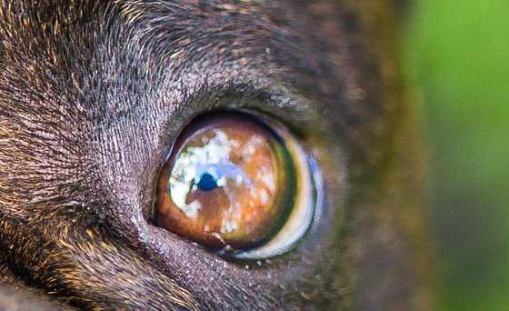 Nahaufnahme des Auges eines Hundes mit bernsteinfarbener Iris