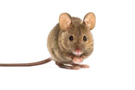 Kleine Maus sitzt aufrecht vor hellem Hintergrund
