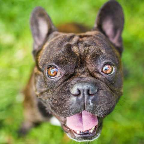 Französische Bulldogge mit heraushängender Zunge schaut in die Kamera