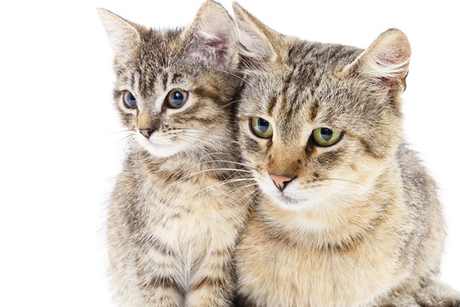 Zwei getigerte Katzen sitzen dicht nebeneinander